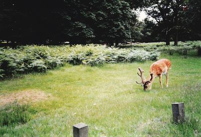 Deer eating grass in clearing