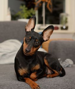 Portrait of dog lying down