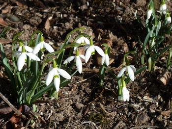 Close-up of flower growing in field