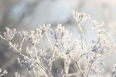 Close-up of frozen plant