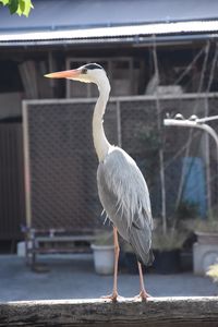 Bird perching on railing