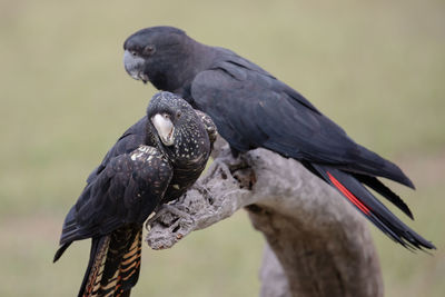 Close-up of birds perching on a bird