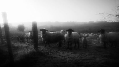 Sheep grazing on field