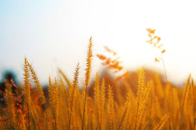 Close-up of wheat growing on field against sky