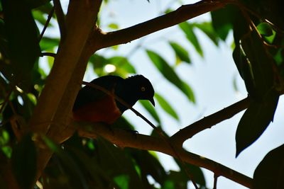 Low angle view of bird perching on tree