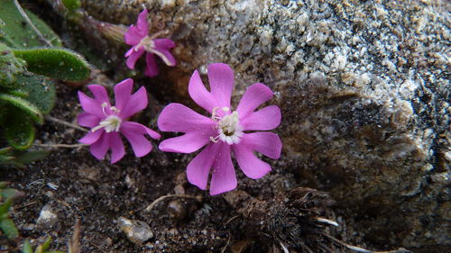 Close-up of pink flowers