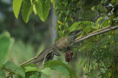 Close up of sail-fin lizard perching on tree