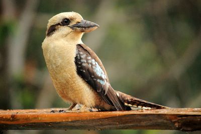 Close-up of kookaburra on wood