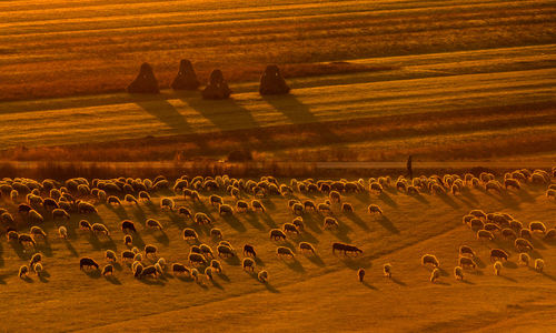 Flock of sheep on field