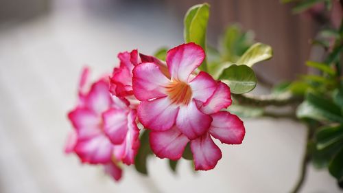 Close-up of pink flowering plant