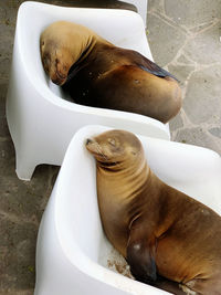 High angle view of sea lions resting on chairs in san cristobal island galapagos 