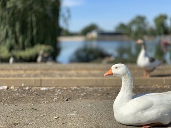 Side view of a bird against blurred water