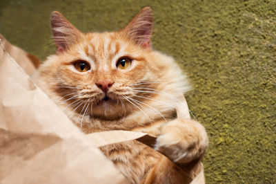 Portrait of ginger cat outdoors