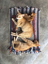 High angle view of cat sleeping on floor