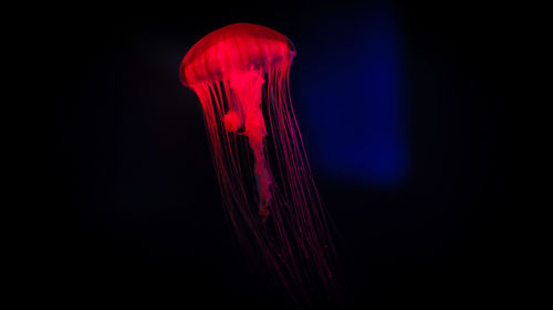 Low angle view of illuminated jellyfish