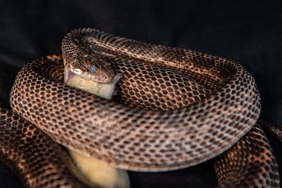 Close-up of snake