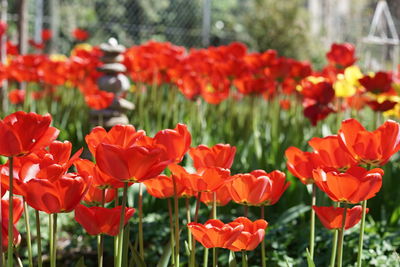 Close-up of red tulips in field