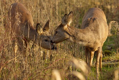 Roe deer standing on field at de biesbosch