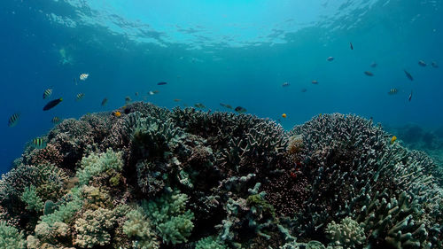 Tropical fishes and coral reef at diving. underwater world with corals and tropical fishes.