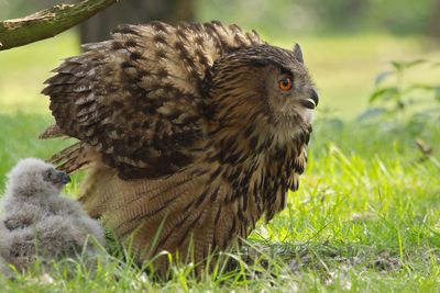 Eurasian eagle-owl with young bird on field