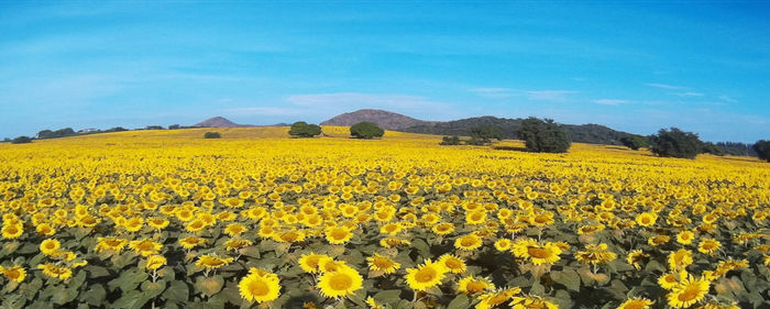 Scenic view of yellow flowers on field against sky