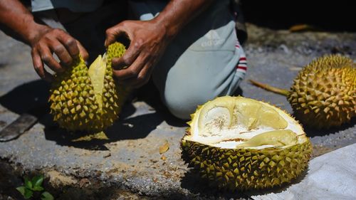 Cropped image of person holding pine cone