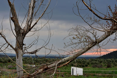 Bare tree on field against sky