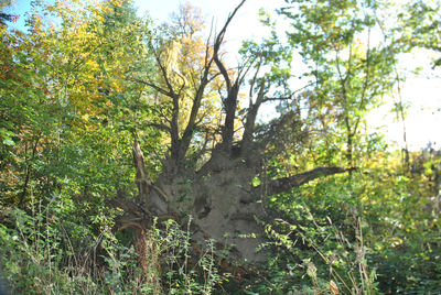 Trees growing in forest