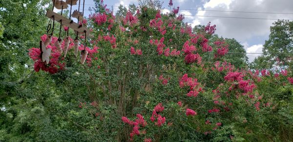 Close-up of pink flowering plants