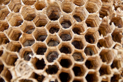 Full frame shot of honeycomb