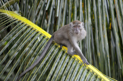 Monkey on the coconut trees