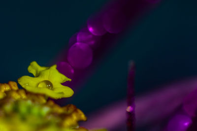 Close-up of pink flowers against blurred background