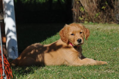 Dog sitting on field