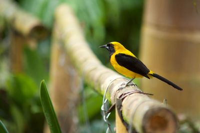 Bird perching on a branch