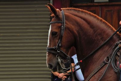 Close-up of horse