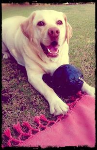 Portrait of dog