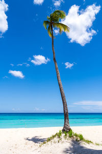 Lonely coconut palm tree on white sandy caribbean beach in punta cana, dominican republic. 