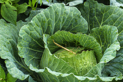 Full frame shot of green leaf