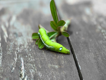 Close-up of green insect on wood