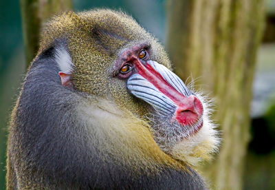 Close-up portrait of mandrill