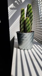 High angle view of potted plants on table