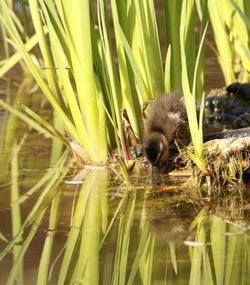 Close-up of bird on plant in lake