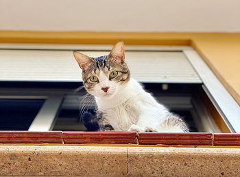 Portrait of a cat