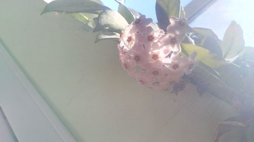 High angle view of insect on plant