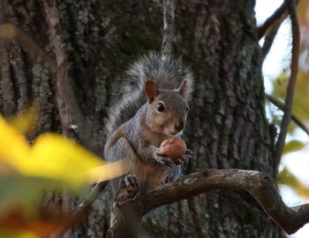 Squirrel eating tree