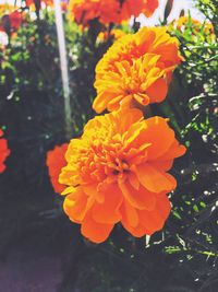 Close-up of orange flowers blooming outdoors