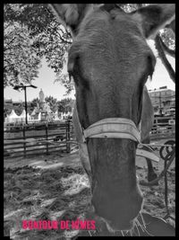 Close-up of horse in ranch