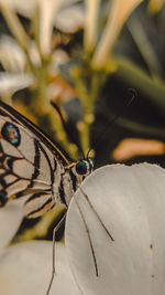 Close-up of butterfly on flower