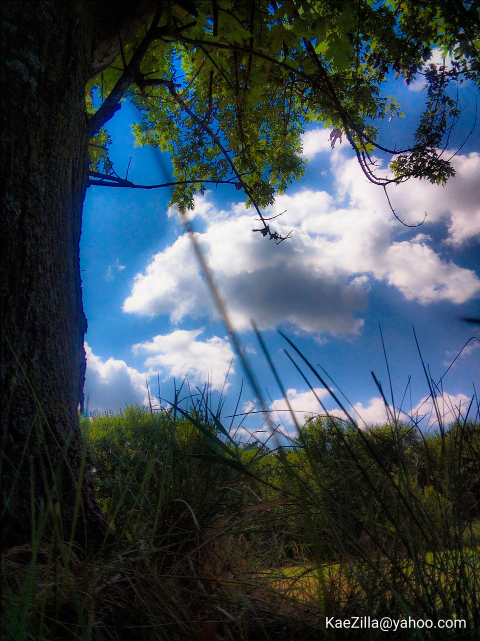 nature, plant, sunlight, cloud, sky, tree, reflection, grass, beauty in nature, growth, land, no people, light, environment, tranquility, landscape, leaf, scenics - nature, morning, blue, forest, outdoors, flower, tranquil scene, natural environment, field, day, non-urban scene, autumn