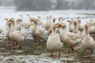 Flock of birds on field